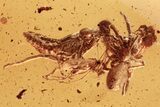 Fossil Spider, Leafhopper, Centipede, and True Midge in Baltic Amber #284627-1